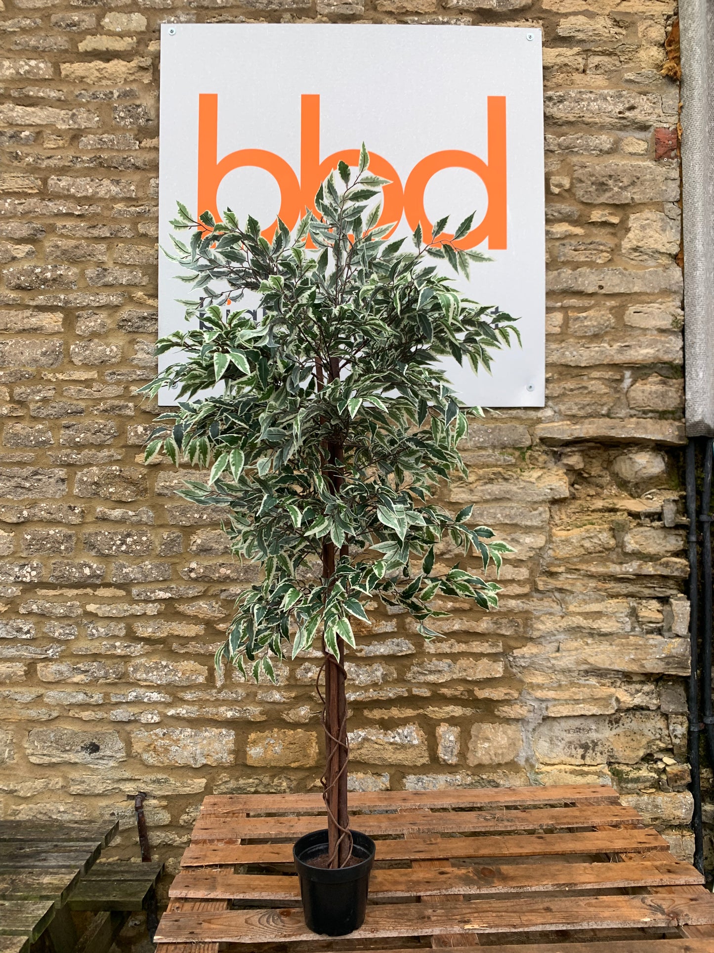Fig Artificial Tree 150cm (S806) COLLECTION ONLY!